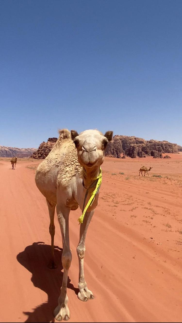 Wadi Rum Bedouin Heart Camp Luaran gambar