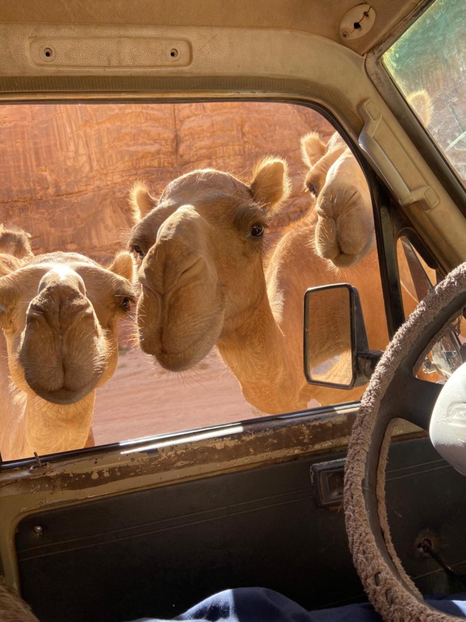 Wadi Rum Bedouin Heart Camp Luaran gambar