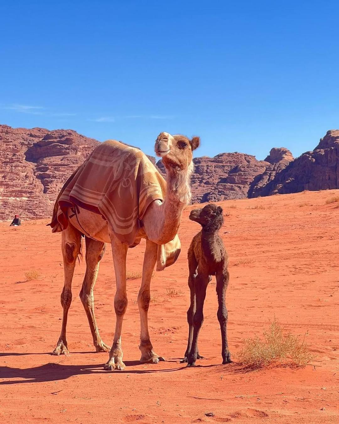Wadi Rum Bedouin Heart Camp Luaran gambar